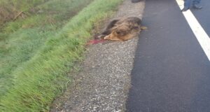 Urs lovit mortal pe DN1, în zona localității Arpașu