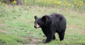 În ultimele 24 de ore, la Brașov au fost transmise 6 mesaje RO-ALERT din cauza animalelor sălbatice