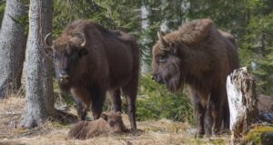 Zimbrii reintroduși în Munții Făgăraș au nevoie de un parc național