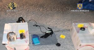 Droguri de mare risc transportate cu o autoutilitară în Covasna