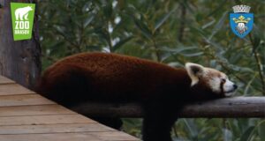 Ziua Internațională Panda Roșu, sărbătorită și la Zoo Brașov