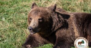 Bătută și subnutrită, ursoaica Maxie are parte în sfârșit de liniște în sanctuarul AMP Libearty