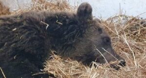 Nu mai suferă…Ursulețul lovit de mașină la Bunești a murit!