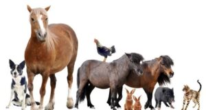 Astăzi este Ziua Mondială a Animalelor. Nu vrem cadou! Cadoul nostru ești tu…OMULE!