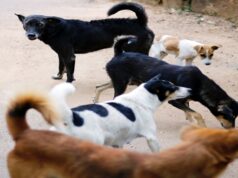 Zărneștiul pregătește un contract de peste 413.000 de lei pentru gestionarea câinilor fără stăpân