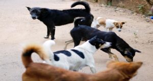 Zărneștiul pregătește un contract de peste 413.000 de lei pentru gestionarea câinilor fără stăpân