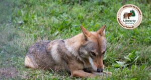 Lupoaica ”prizonieră” aproape toată viața într-o cușcă, a renăscut în Sanctuarul de la Zărnești