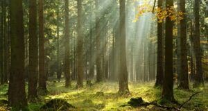 Garda Forestieră Braşov: Aproximativ 10 hectare de pădure scoase din fondul forestier în 2021