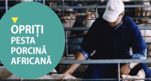 4 cazuri de pestă porcină confirmate în 2022 în proximitatea municipiului Făgăraș