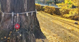 Ginko biloba ”în vârstă” de aproape 150 de ani a devenit vedeta orașului Brașov