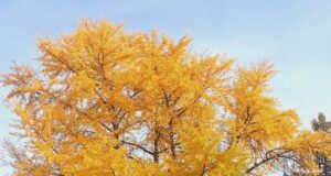 Povestea ”arborelui vieții” din curtea Facultății de Silvicultură