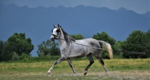 Fotografii superbe cu lipițanii crescuți în hergheliile Sâmbăta de Jos