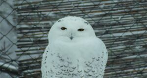 Se fac angajări la Zoo Brașov