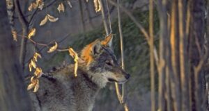 Peste 150 de cazuri de pagube produse urşi şi lupi, în 2024. Valoarea totală a pagubelor se apropie de 1 milion de lei