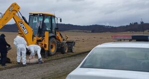 Alertă de pestă porcină la Sânpetru! Polițiștii și angajații DSV au găsit un porc aruncat pe un câmp (FOTO)