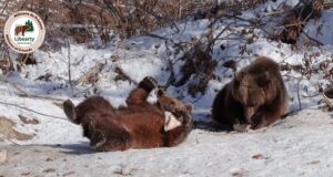 (VIDEO) Ursuleții din Sanctuar se joacă în zăpadă