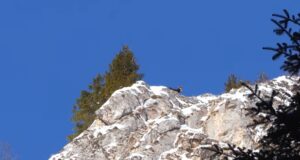 Caprele negre au ieșit să se bronzeze în Parcul National Piatra Craiului