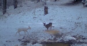 Apariție de vis! Căprioară albă în Parcul Natural Bucegi