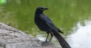Virusul gripei aviare depistat și la păsările sălbatice