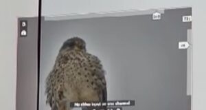 Ce au văzut controlorii de trafic din Arad pe Aeroportul din Brașov (VIDEO)