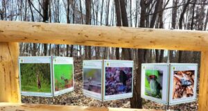 La Sibiu s-a deschis traseul „Descoperă secretele pădurii” pentru toți iubitorii de aventură