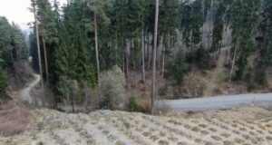 START Campaniei de împădurire la Săcele! Peste 97000 de puieți vor fi plantați