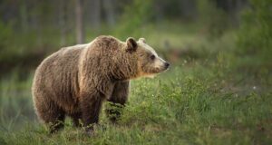 Se vor desfășura acțiuni de evaluare a speciilor de animale strict protejate