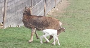 (FOTO)Un pui de muflon alb, noua atracție din Rezervația Valea Zimbrilor-Vama Buzăului!