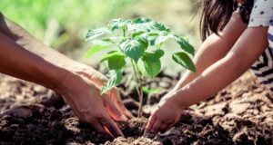 În „LUNA PLANTĂRII ARBORILOR” se vor planta 130 000 de puieți forestieri