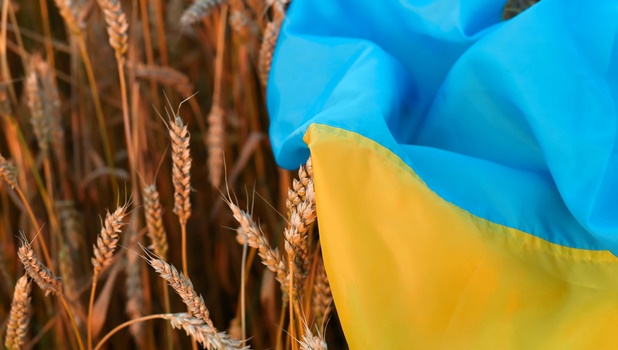 Flag,Of,Ukraine,Is,Blue-yellow,Lying,On,Ripe,Wheat.,Yellow