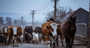 Car-free Viscri! Only people, cows, horses and goats will be able to circulate on the streets