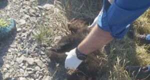 Pui de urs mort la Câmpul Frumos, după ce a fost lovit de un autoturism