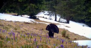 (VIDEO) Imagini superbe cu rotitul cocoșului de munte în Parcul National Piatra Craiului