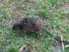 Deratizare în tot Brașovul, între 26 și 30 octombrie. Momeli otrăvite pentru șobolani, amplasate în capcane speciale