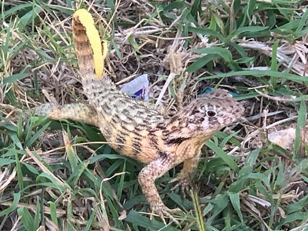 soparla