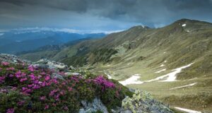 Colț de rai! Începe spectacolul bujorilor de munte în Munții Făgăraș