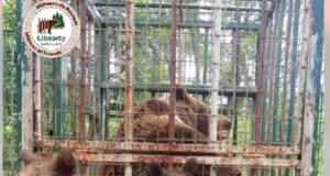 VIDEO emoționant! O nouă viață în tihnă la Zărnești pentru ursoaica rănită din Dărmănești și cei trei pui