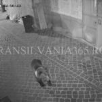 Urs ”alergat” cu mașina poliției pe străzile din Centrul Vechi al Brașovului (VIDEO, FOTO) 2 ursul centru3