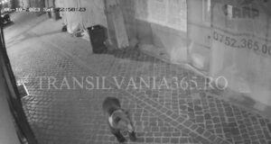 Urs ”alergat” cu mașina poliției pe străzile din Centrul Vechi al Brașovului (VIDEO, FOTO)