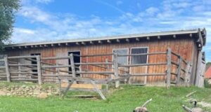 Ciobăneștii Carpatini de la COBOR, viitorii paznici ai fermierilor din Munții Făgăraș