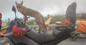 O vulpe simpatică, instructor ATV în Piatra Craiului