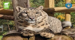 Activități inedite de Ziua Internațională a Leopardului Zăpezilor la Zoo Brașov