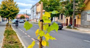 40 de copaci au fost plantați la Făgăraș