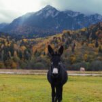 Acesta este videoclipul de promovare turistică al orașului Zărnești (VIDEO) 3 zar