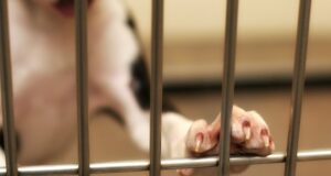Ce amenzi riscă deținătorii de câini din rasa comună, care nu sunt sterilizați