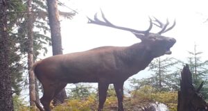 VIDEO „Boncănitul Cerbilor”, simfonia toamnei în pădurile României