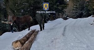 4 hoți de lemne au fost reținuți. Au făcut ravagii în pădure (FOTO)