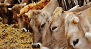 100 de euro pe cap de bovină de carne, de la stat