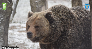 Ziua urșilor sărbătorită la ZOO Brașov pe 2 februarie