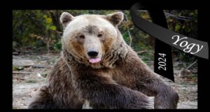 Adio, Yogy! Veteranul urs brun al Sanctuarului Libearty ne-a părăsit